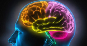 Gamblers brain
